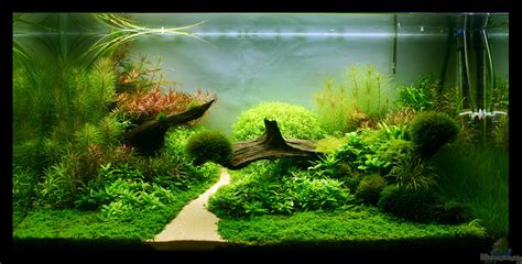 Aquarium von Tim: Never Never Land