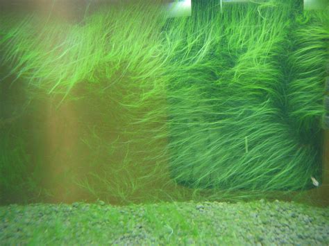 Aquarium Yellow Algae | the planted tank algae version ...
