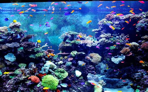 Aquariums images Aquarium Wallpaper HD wallpaper and ...