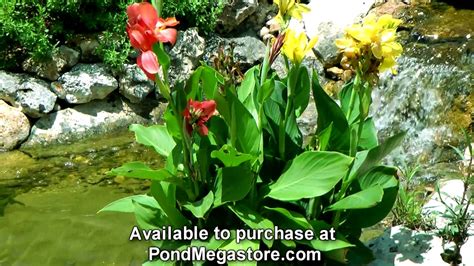 Aquatic Cannas in Water garden Stream, grow pond plants ...