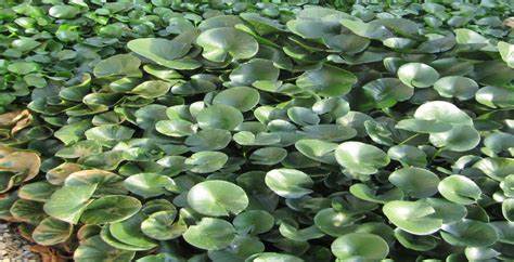 Aquatic Macrophyte: Water hyacinth [Eichhornia crassipes ...