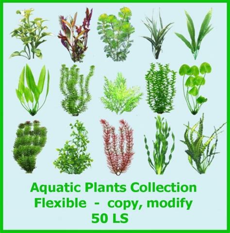 Aquatic Plant: Aquatic Plant Names