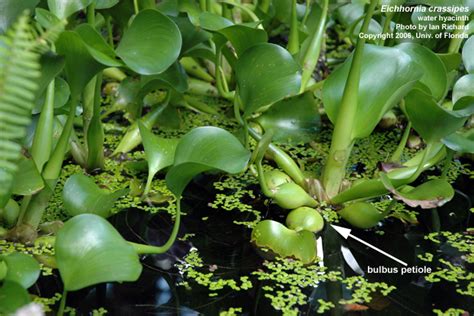 Aquatic Plant: Aquatic Plant Water Hyacinth