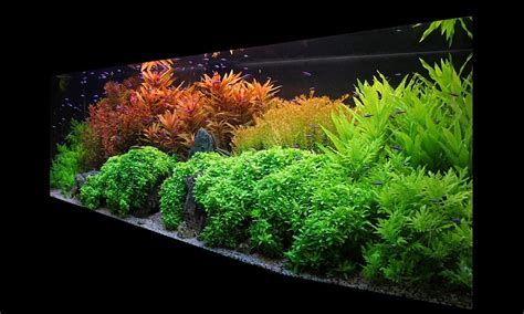 Aquatic plant deficiency   Aquarium fertilizer.com