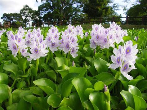 Aquatic plants: floating pond plant: Water Hyacinth