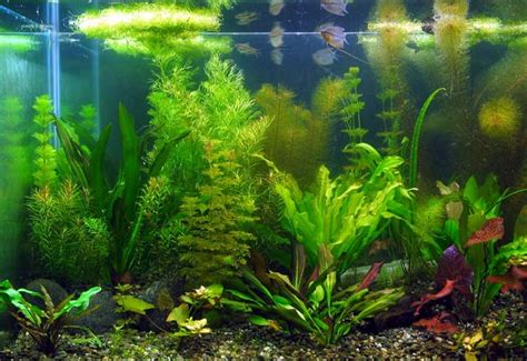 Aquatic Plants Function For Koi Pond | Koi Fish Care Info