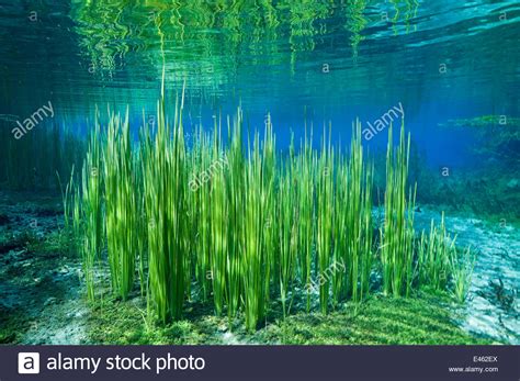 Aquatic plants in River Black Drim, Albania, Eastern ...