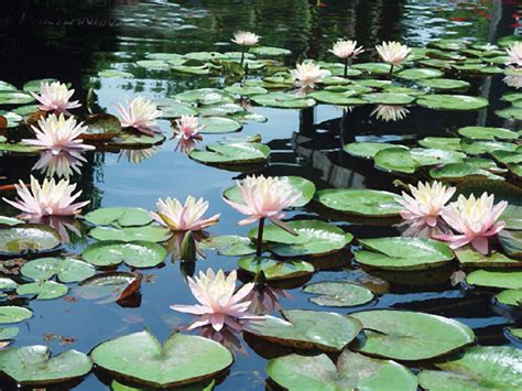 Aquatic Plants Need Your Help to get Ready for Winter ...