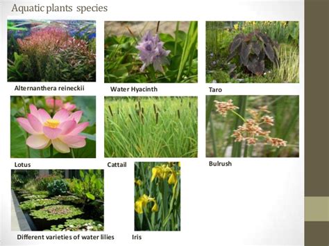 Aquatic Plants Pictures With Names