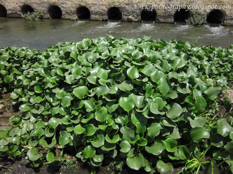 Aquatic Plants Water Hyacinth