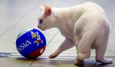 Aquiles, el gato que pronostica ganadores en el Mundial de ...