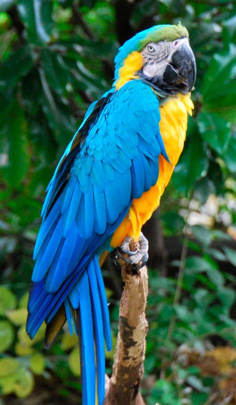 Ara bleu  Ara ararauna    Oiseaux exotiques | Animaux