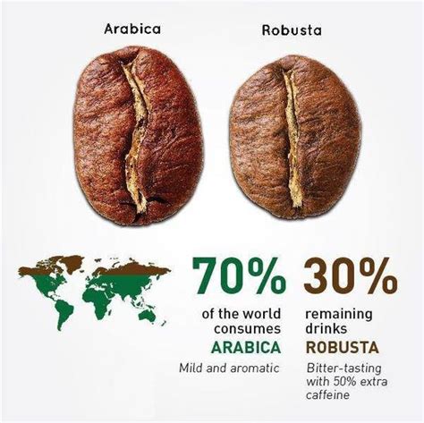 Arabica and Robusta Coffee Beans | Wholesale Java Coffee Bean