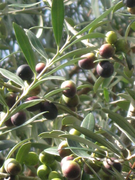 ARBEQUINA OLIVE TREE | Just Fruits and Exotics