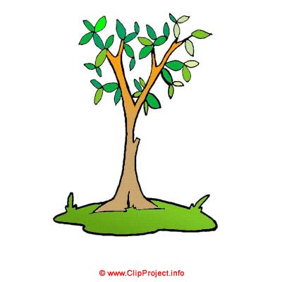 árbol dibujo planta