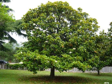 Árbol ornamental de hoja perenne para frontal de casa de ...