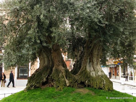 Árboles de España: El Olivo, simbolo de la paz y la ...