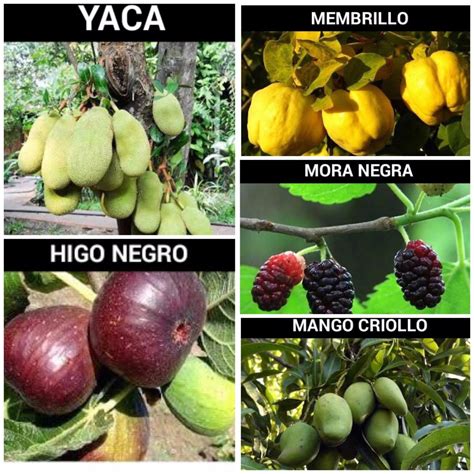 Arboles Frutales Diferentes Especies Olivo Moras Yaca Etc ...