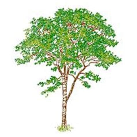 Árboles y Plantas | CadBloques.com