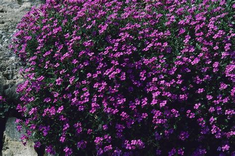 Arbusto con flores violetas   Imagui