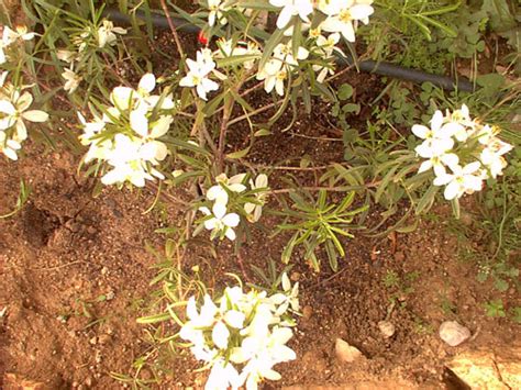 Arbusto perenne en flor con fotos para identificar por favor