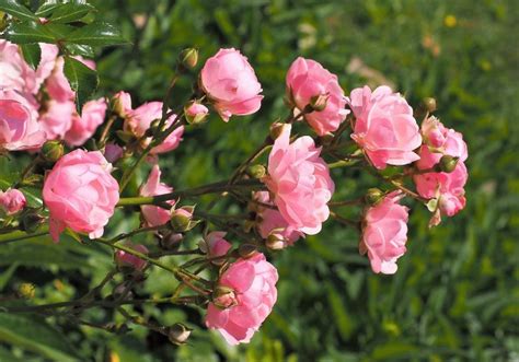Arbustos con flores | Listado, tipos, resistentes al frío