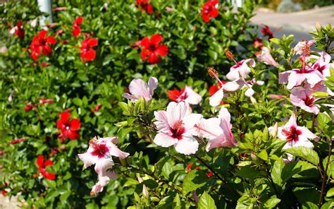 Arbustos con flores para jardines ornamentales | Verde Jardín