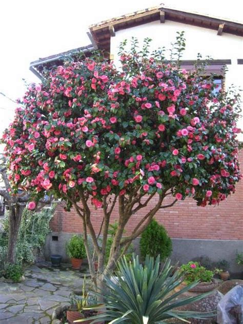Arbustos con flores para jardines ornamentales | Verde Jardín