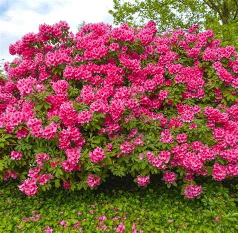 Arbustos de flor   Consejos de jardinería para arbustos en ...