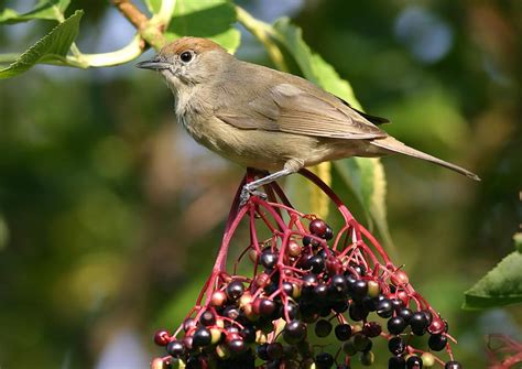 Arbustos y pájaros | Florpedia.com