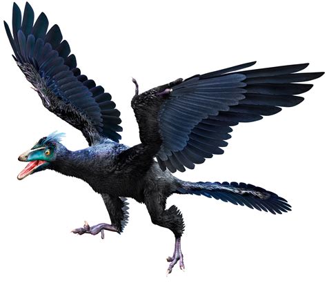 Archaeopteryx | Archaeopteryx Facts | DK Find Out