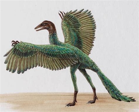 Archaeopteryx – Archaeopteryx lithographica   Dinosaurs