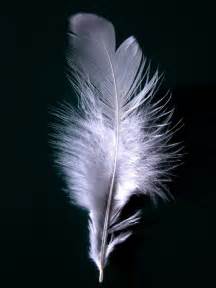 Archivo:A single white feather closeup.jpg   Wikipedia, la ...