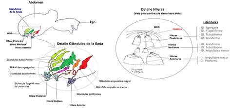 Archivo:Araña peqc.png Wikipedia, la enciclopedia libre