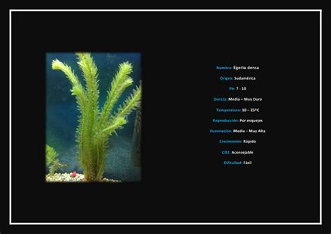 Archivo de plantas para acuarios de agua dulce tropical