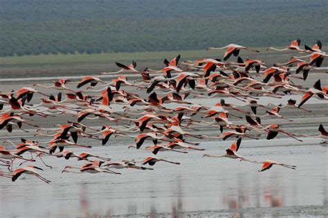 Archivo:Flamencos Fuente de Piedra.jpg Wikipedia, la ...