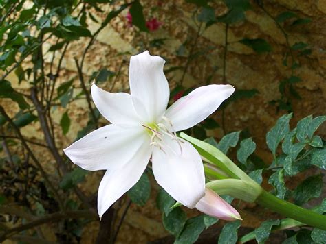 Archivo:Flor blanca.JPG   Wikipedia, la enciclopedia libre