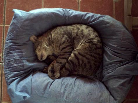 Archivo:Gato durmiendo.jpg   Wikipedia, la enciclopedia libre