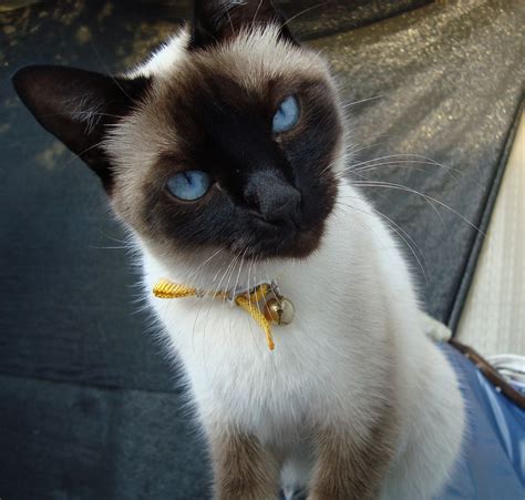 Archivo:Gato Siamés ojos azules.JPG