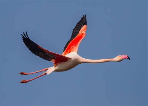 Archivo:Greater Flamingo  Phoenicopterus roseus ...