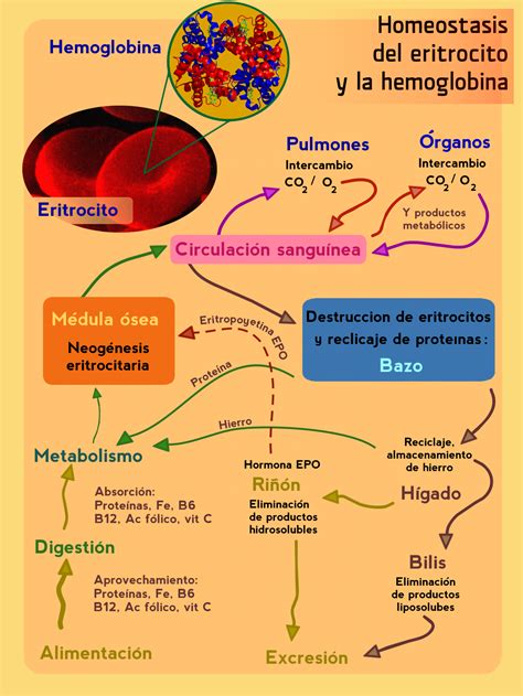 Archivo:Homeostasis del eritrocito y la hemoglobina.png ...