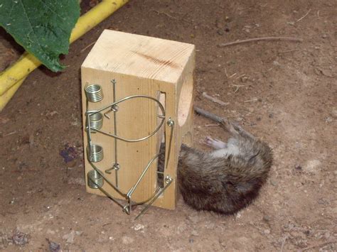 Archivo:Rat caught in a rat trap.jpg   Wikipedia, la ...