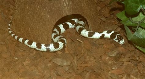 Archivo:Snake Serpentes.jpg   Wikipedia, la enciclopedia libre