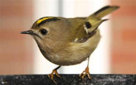 Are Goldcrest usually this friendly.   Wildlife in the ...