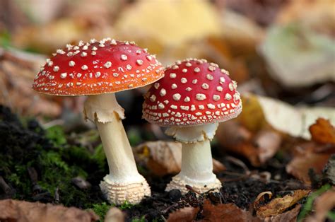 Are Magic Mushrooms The Key To Quitting Smoking? Recent ...