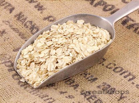 Are Oats Good For Us? Oats Explained