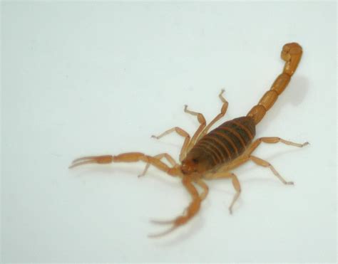 Are scorpions deadly to cats? | Yahoo Answers