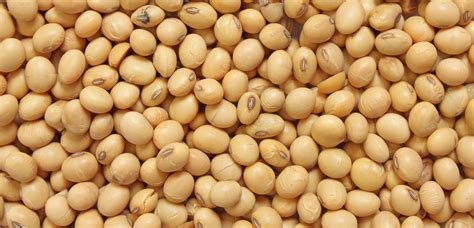 Are you making 2017 soybean sales? We are | Farm Futures