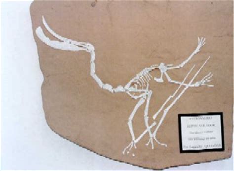 Argentina Pterodaustro Guinazui, Ruta de los Dinosaurios