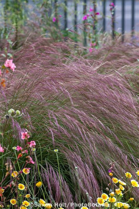 Aristida purpurea, Purple Three Awn grass with California ...